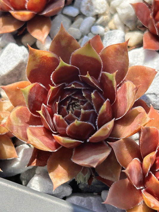 Live Succulent Plant | Sempervivum Coconut Crystal | Drought & Cold Tolerant | Hardy Rosette Succulent