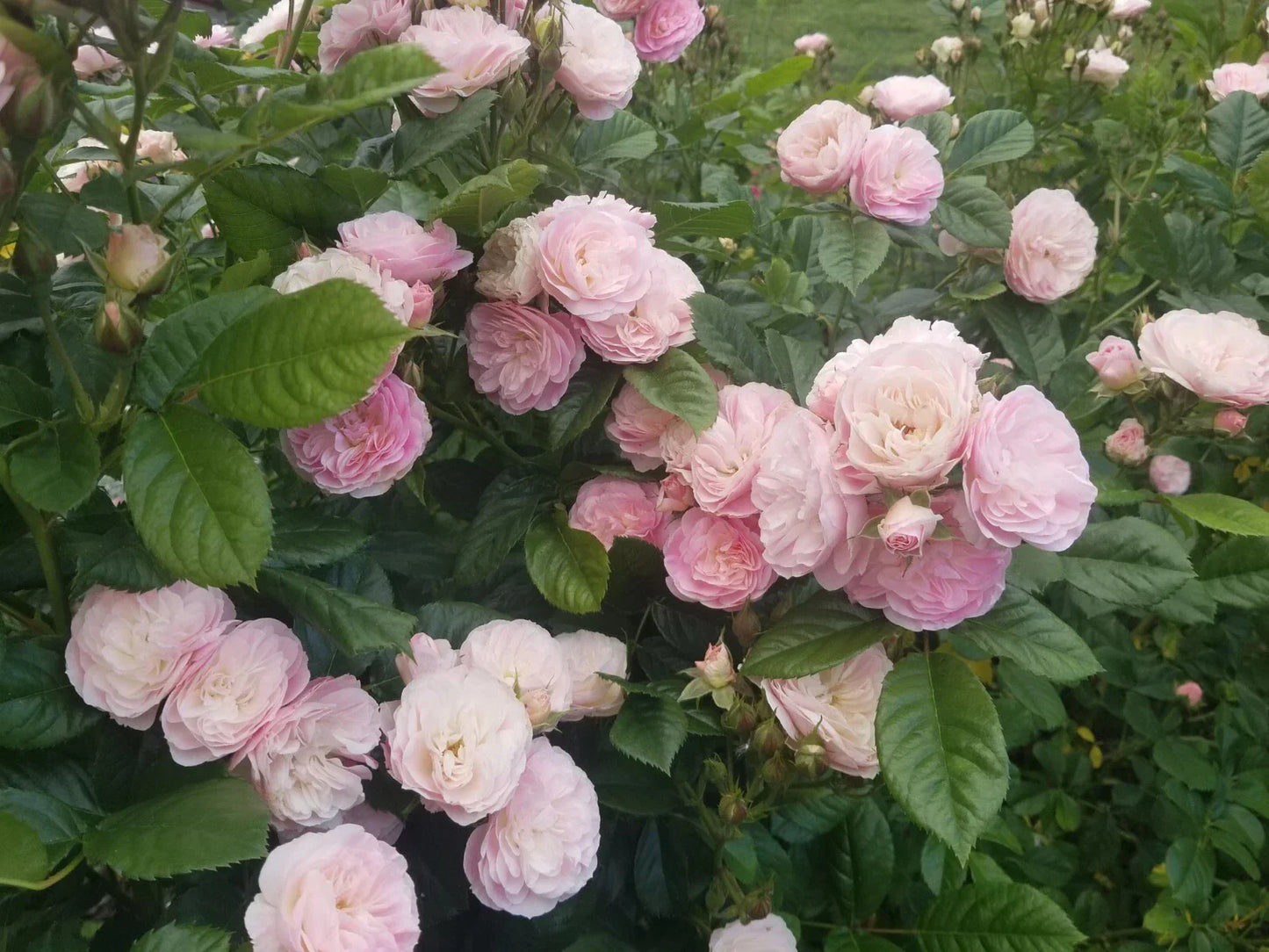 Fresh Unrooted Stem Cuttings of Bouquet Parfait Rose - Rosa 'Bouquet Parfait' - Pink Fragrant Blooms for Garden & Arrangements
