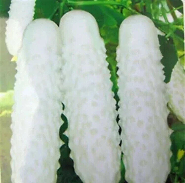 White Cucumber Seeds 20pcs, Cucumis Sativus, Organic, Non-GMO, Vining, for Home Garden, Salad, Pickling