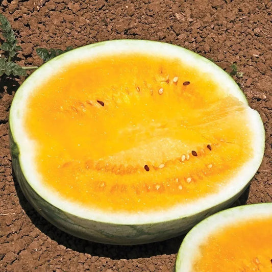 Orange Krush Watermelon Seeds - Heirloom, Non-GMO, Citrullus lanatus, Sweet Orange Flesh, Pack of 10 Seeds