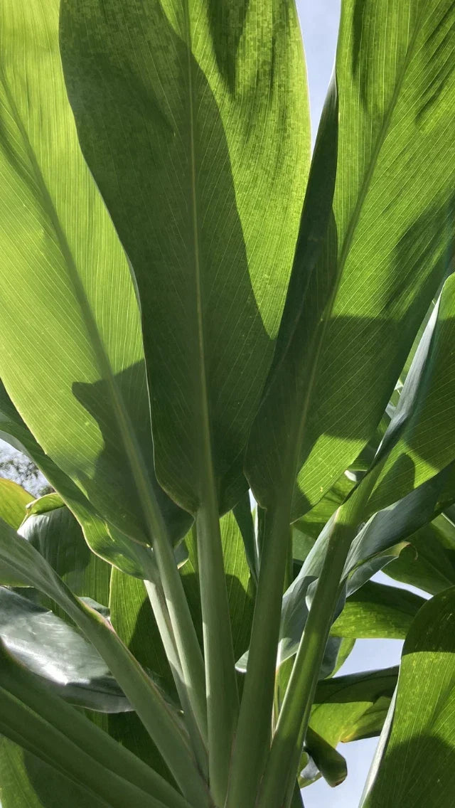 Cordyline fruticosa Cuttings - Green Hawaiian Ti Good Luck Plant - 24 Large Logs - Tropical Foliage for Garden or Indoor Planting