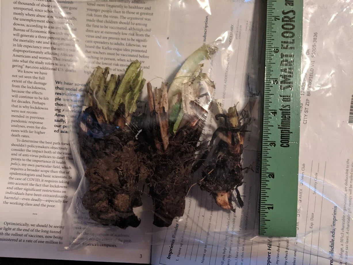 Comfrey Root Crowns Organic Fertilizer Pollinator Friendly Symphytum officinale Garden Plant