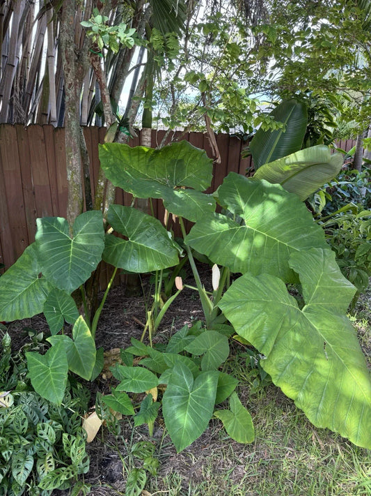 Malanga Plant Rooted 7-9” Xanthosoma Sagittifolium Taro Elephant Ear for Garden Indoor Outdoor