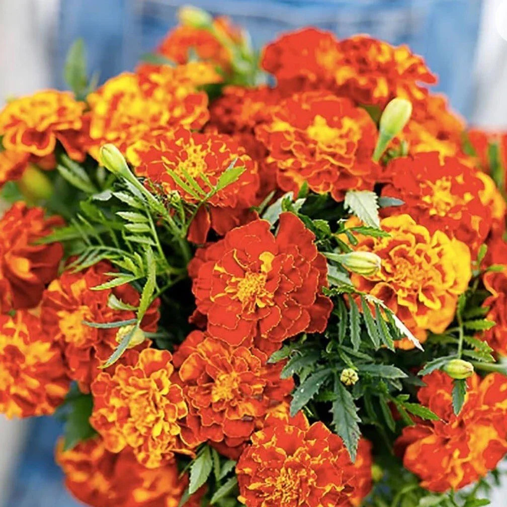 French Marigold Seeds Sparky Mix - 150+ Non-GMO Heirloom Tagetes patula Seeds for Pollinator Gardens and Containers
