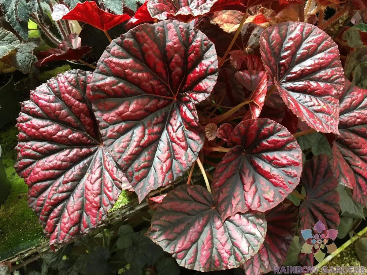 25+ Rhizomatous Begonia Seeds for Garden Planting - Begonia spp. - Ideal for Indoor/Outdoor, Non-GMO, Vibrant Foliage