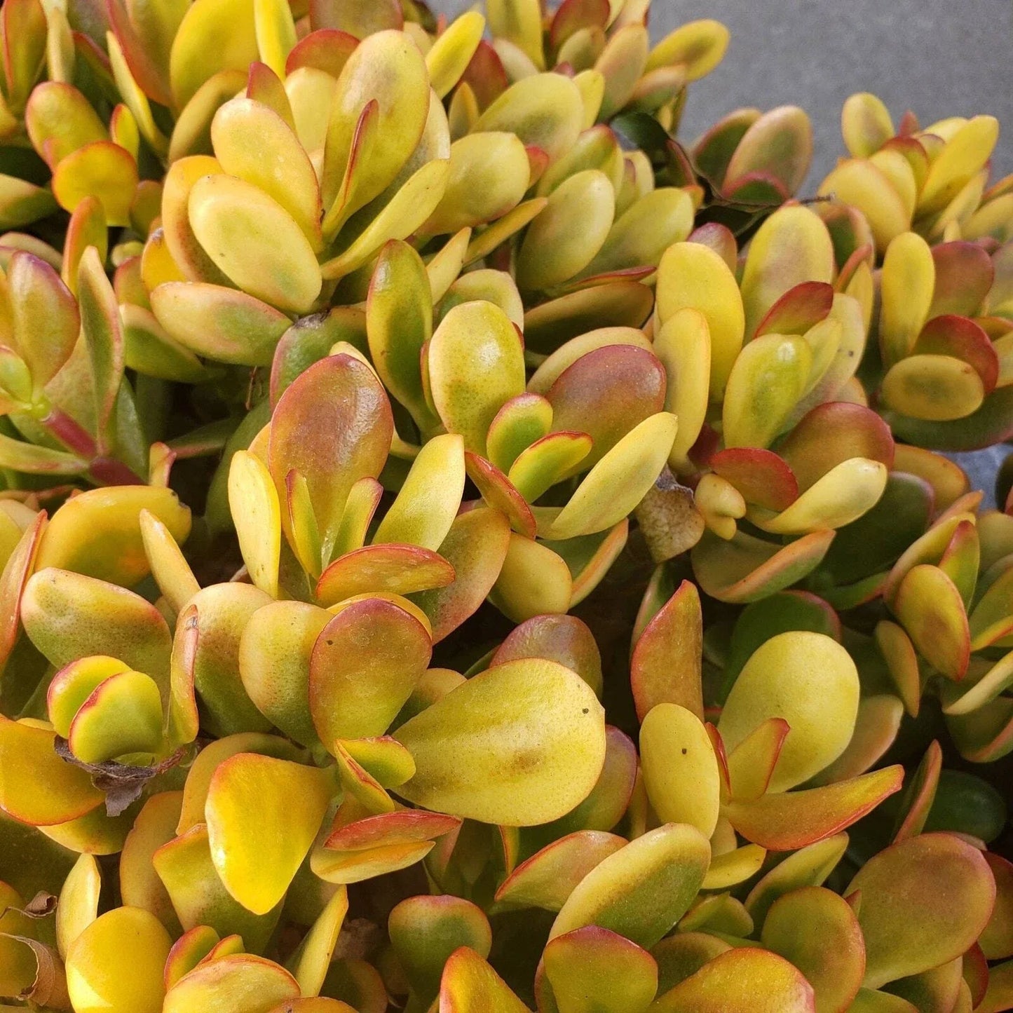 Succulent Cuttings – 5 Crassula Ovata Hummel Sunset Golden Jade Indoor House Plant – Easy Care, Vibrant Gold Hues