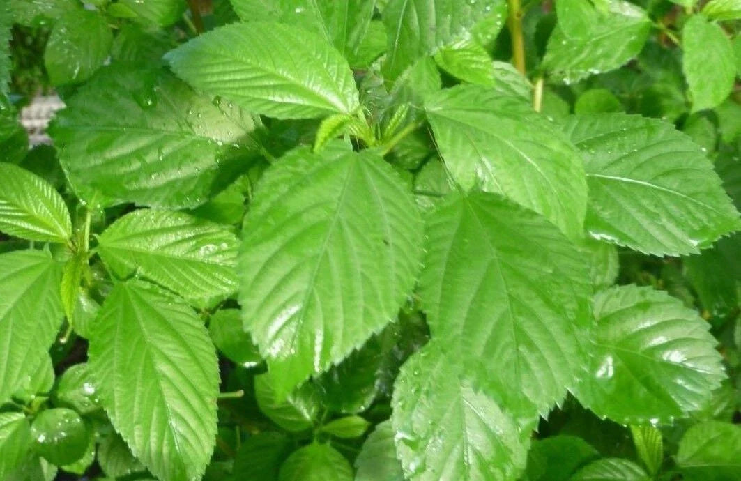 Egyptian Spinach Seeds - Saluyot Green Jute Variety - Molokhia Seeds with Tracking - High Germination Rate - Corchorus olitorius