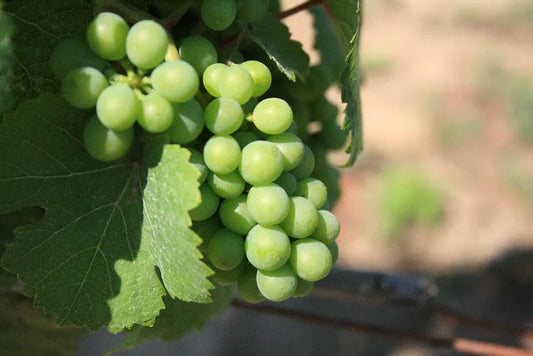 Niagara Grape Vines 3.5-Inch Pots, Vitis labrusca, 2 Potted Plants for Home Garden, Patio, or Balcony