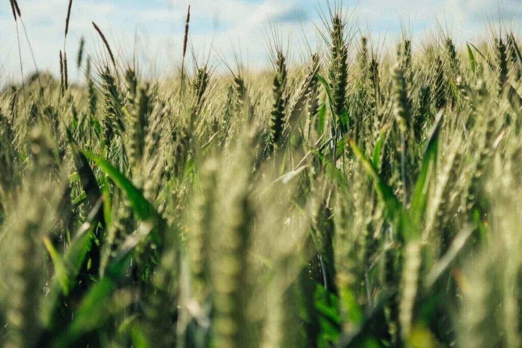 Einkorn Wheat Seeds - 200+ Organic Heirloom Non-GMO Triticum monococcum for Sustainable Gardening