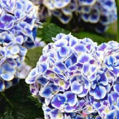 Mars Hydrangea Seeds - 5 Perennial Garden Shrub, Pink & Blue Blooms, Hydrangea macrophylla, Hardy 5-9 Zones
