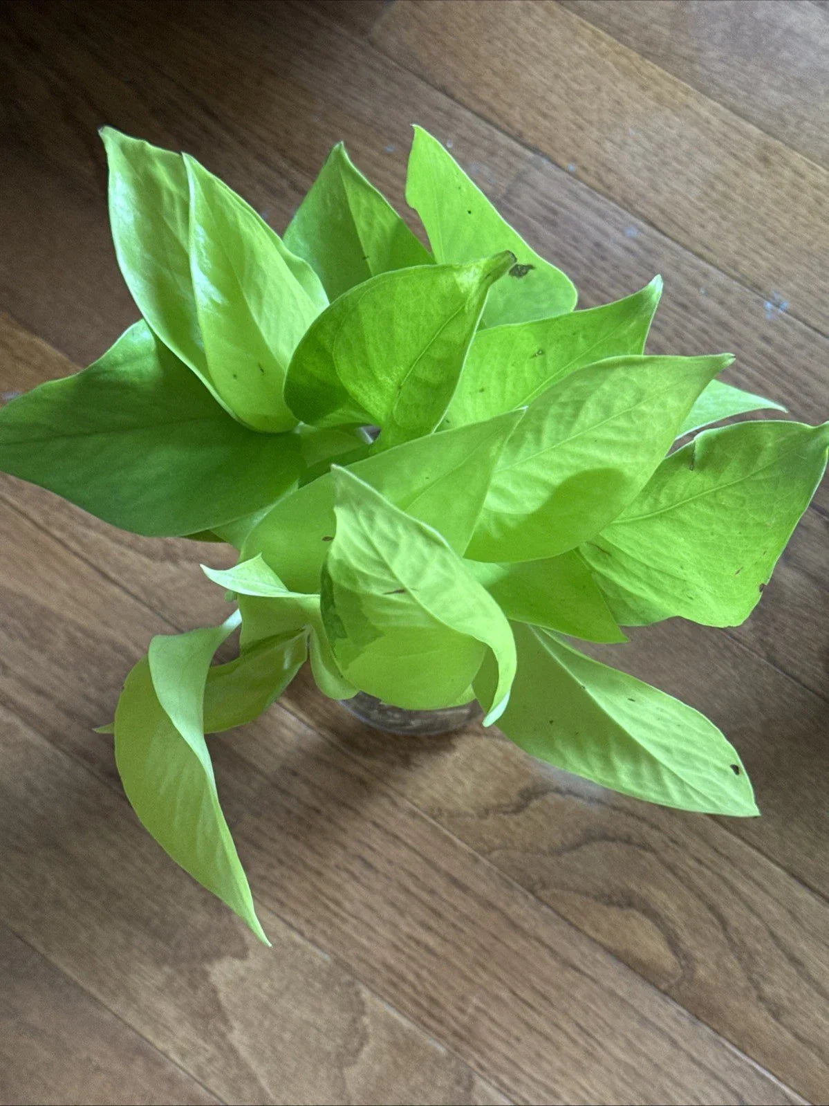 Rooted Green Pothos Cuttings - Trailing Vine for Home Decor - Epipremnum aureum Indoor Plant
