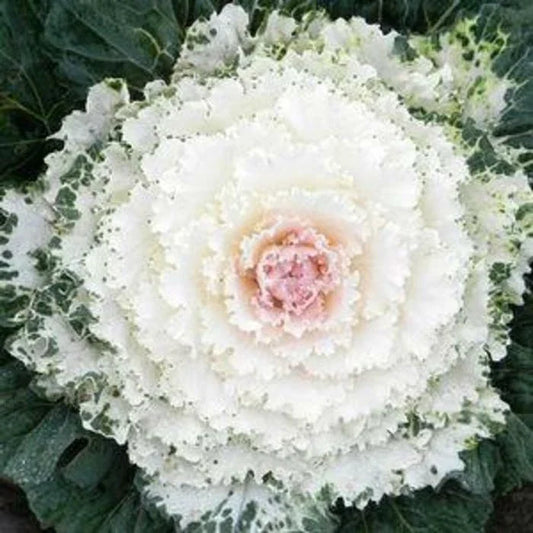 Ornamental Kale Seeds – Songbird White – 40 Premium Brassica oleracea Var. capitata Seeds for Garden Borders & Containers