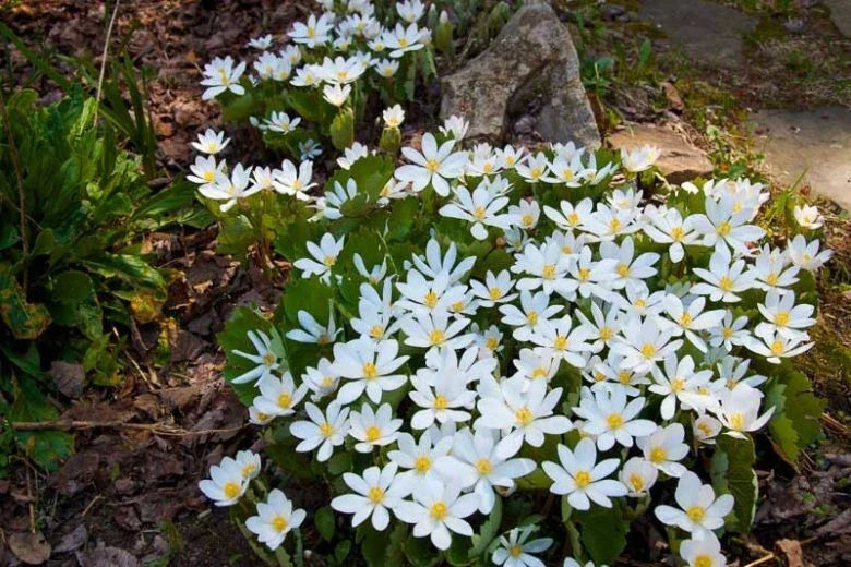 Blood Root Bare Root Plant – Sanguinaria Canadensis Perennial for Shade Gardens, White Flowers, Native Wildflower