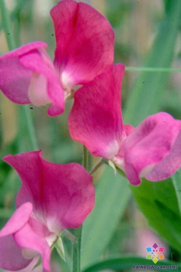 Prince Edward of York Sweet Pea Seeds - 50+ Pack, Fragrant Climbing Vine, Lathyrus odoratus, Heirloom Garden Flower