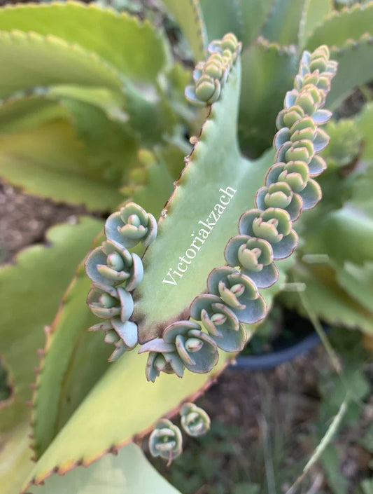 Kalanchoe Succulent Cuttings - Mother of Millions, Kalanchoe daigremontiana, Easy Care Indoor/Outdoor Plant, Live Propagation Pack
