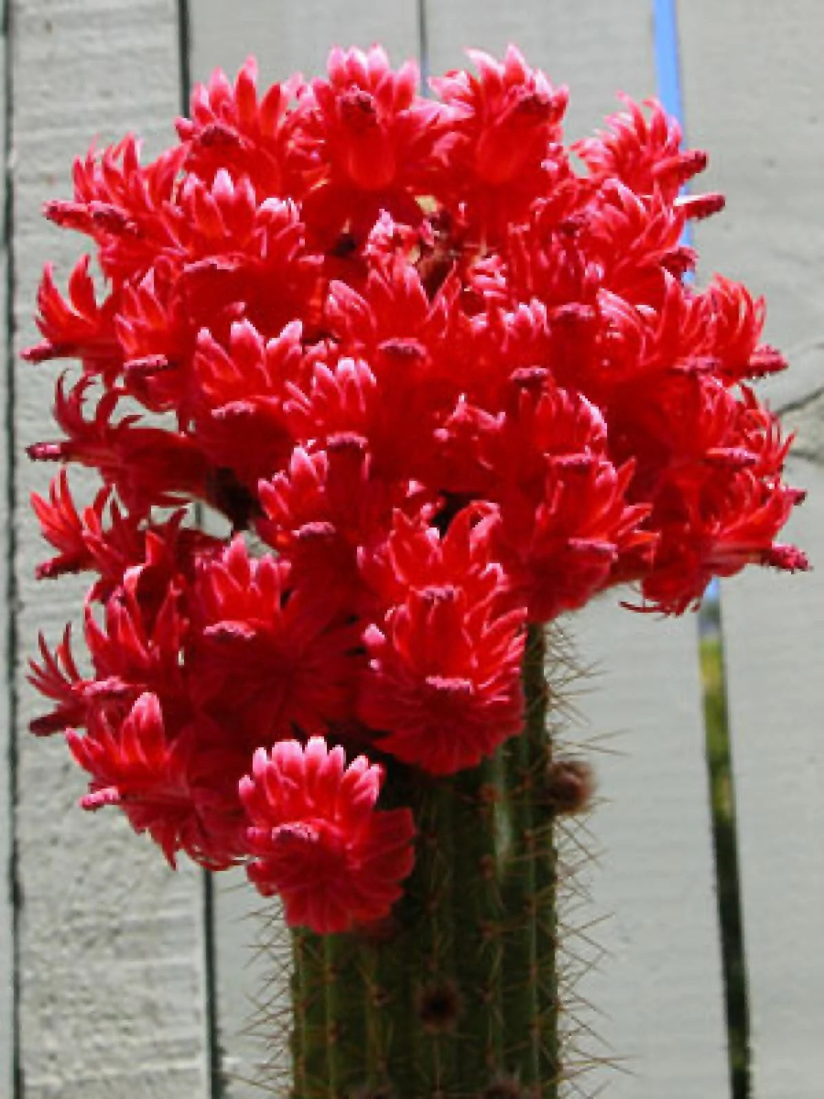Red Torch Cactus Seeds - Bolivicereus s. Indoor Houseplant, Showy Red & Yellow Flowers, Easy to Grow, 10 Seeds Pack