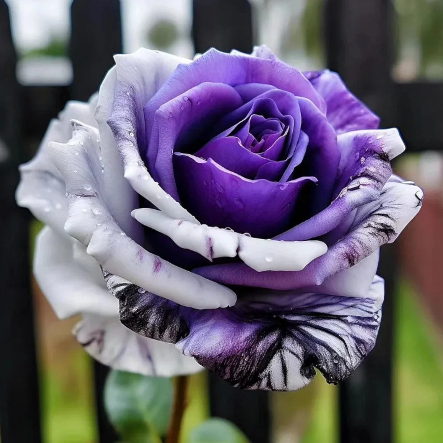 20pcs Rare Purple and White Twin Rose Seeds - Rosa spp. Garden Flowers for Borders & Containers