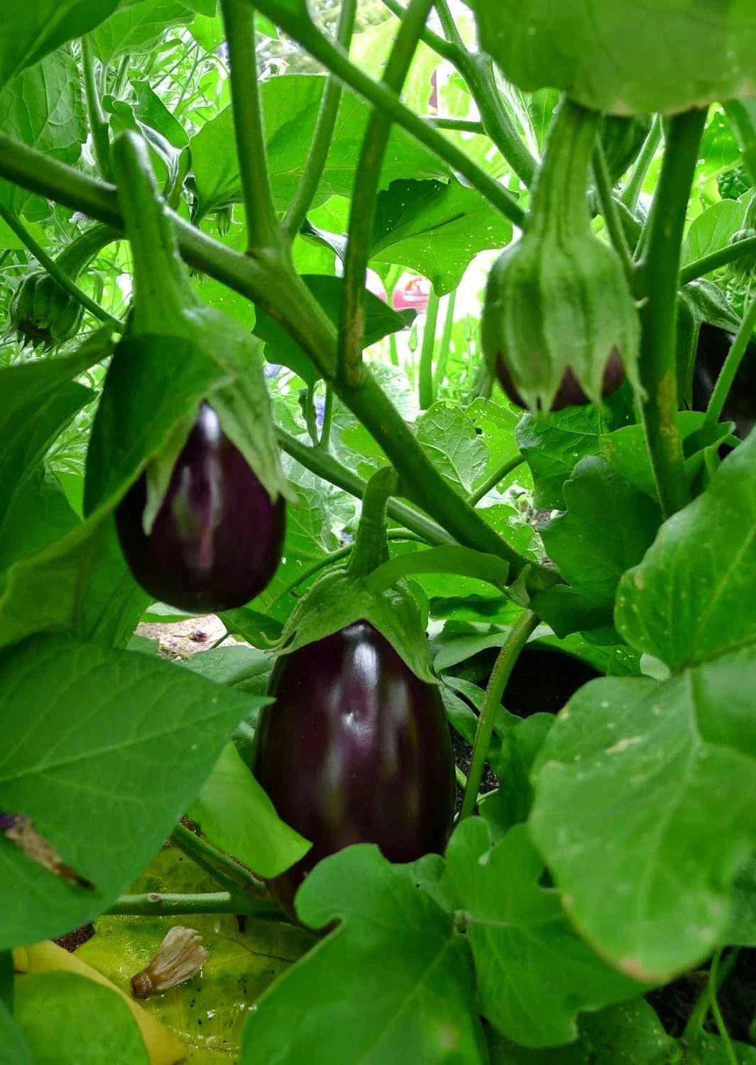 Black Beauty Eggplant Seeds - Non-GMO, Heirloom, Solanum melongena, Organic Vegetable Gardening, Aubergine, Heirloom Eggplant Seeds