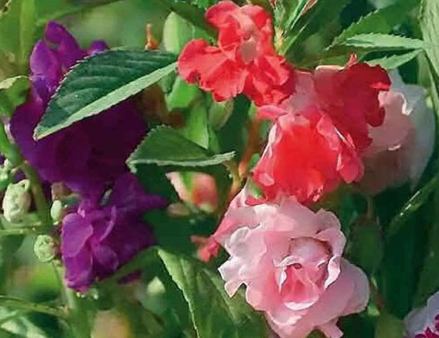 Balsam Impatiens Seeds - Impatiens balsamina - Vibrant Garden Flower Seeds for Shade, Easy to Grow, 50+ Seeds