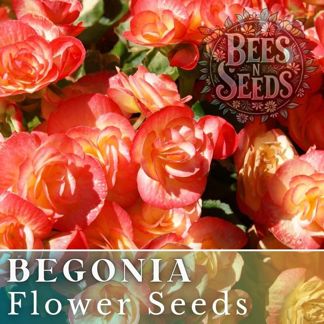 Copper Oasis Begonia Seeds - Non-GMO Flower Seeds for Gardens, 45 or 125 Seeds, Begonia x tuberhybrida, Vibrant Copper and Green Foliage