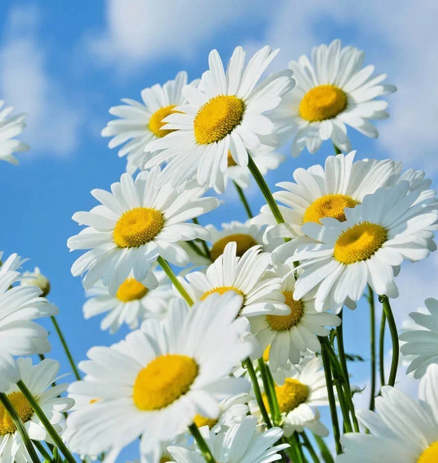 Shasta Daisy Seeds 501+ Count Native Wildflower for Summer Garden Leucanthemum × superbum Easy to Grow Container Plant