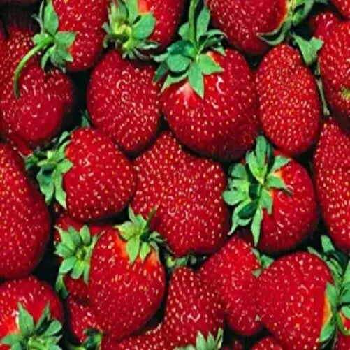 Everbearer Strawberry Plants 10 Bare Roots Ft. Laramie Variety Fragaria x ananassa for Home Gardens