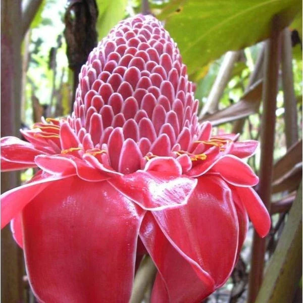 Torch Ginger Seeds - Pink Etlingera Elatior - Exotic Flowering Plant for Gardens & Landscapes - 10 Seeds