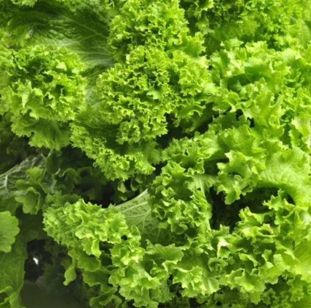 Southern Giant Mustard Seeds 500 Count Non-GMO Fast Growing Brassica juncea for Salads and Sautéing
