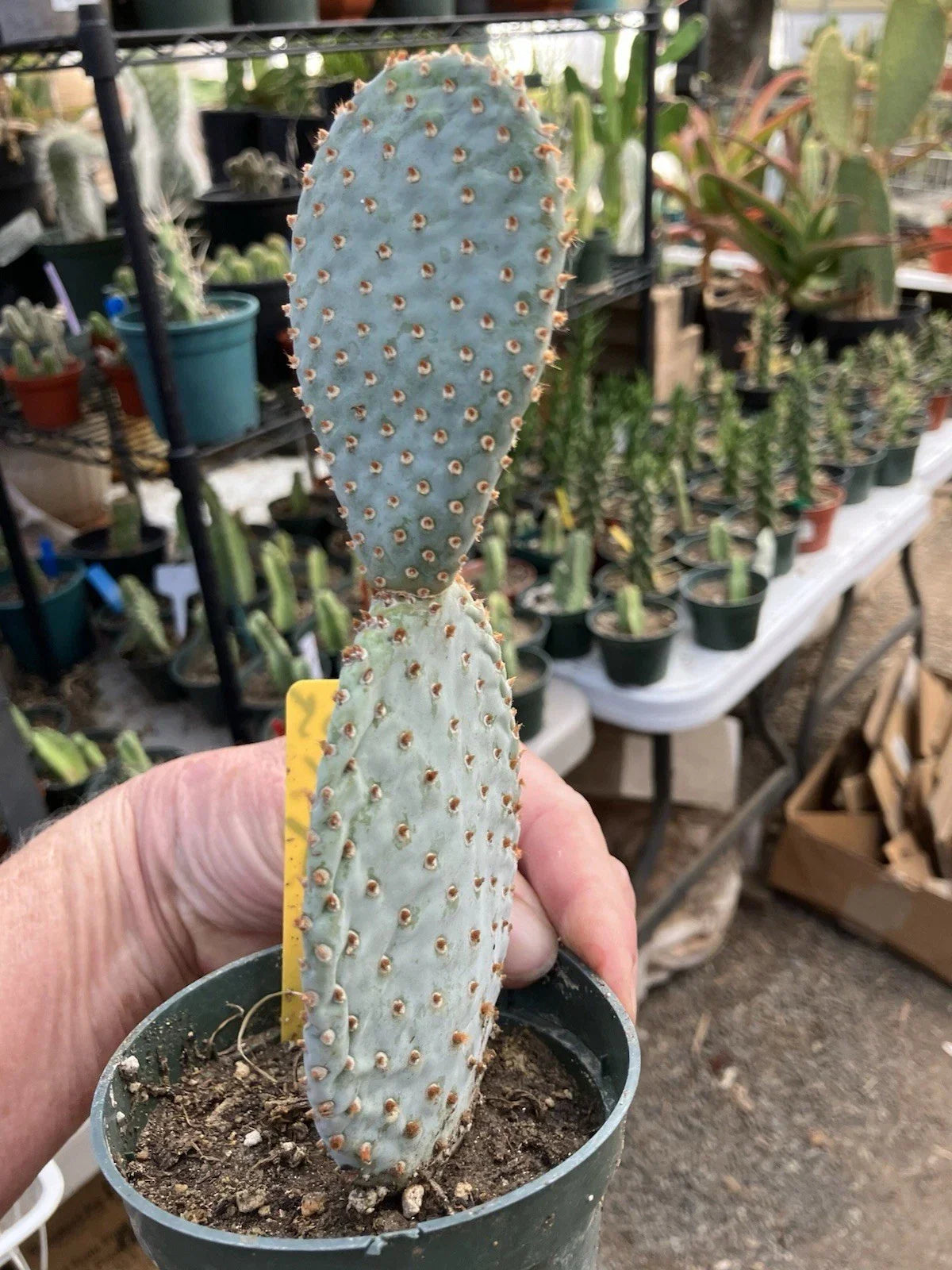 Beavertail Cactus Plant 7.5" Opuntia basilaris Succulent Desert Plant, Low Maintenance, Unique Flat Pads