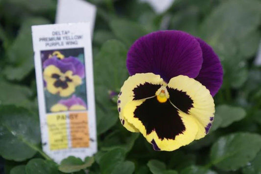 Pansy Seeds Pack of 50 - Delta Premium Yellow with Purple Wing - Viola × wittrockiana - Bright Flower Seeds for Garden Beds & Containers
