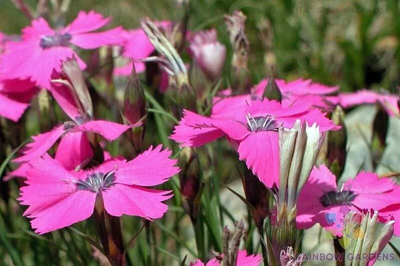 Peacock Pink Carnation Seeds - 200+ Pack Dianthus caryophyllus for Garden, Borders, Containers, Full Sun, Non-GMO