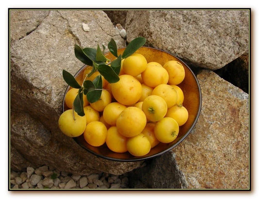 Kei Apple Plant Dovyalis Caffra Edible Fruit Tree Kaffir Apple African Apricot for Garden or Orchard