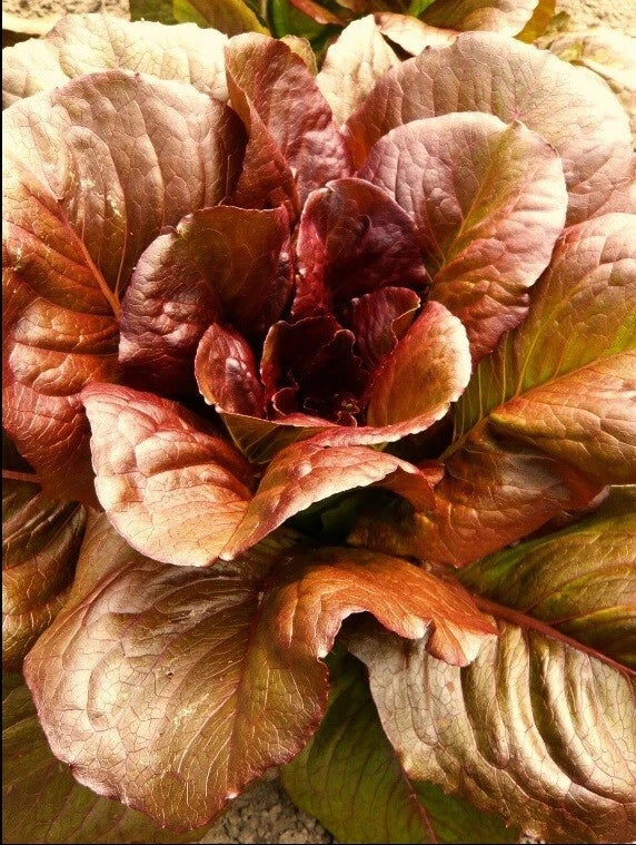 Cimmaron Deep Red Romaine Lettuce Seeds – Heirloom, Crisp, Nutrient-Rich, Bulk 500-5000 Seeds – Lactuca sativa