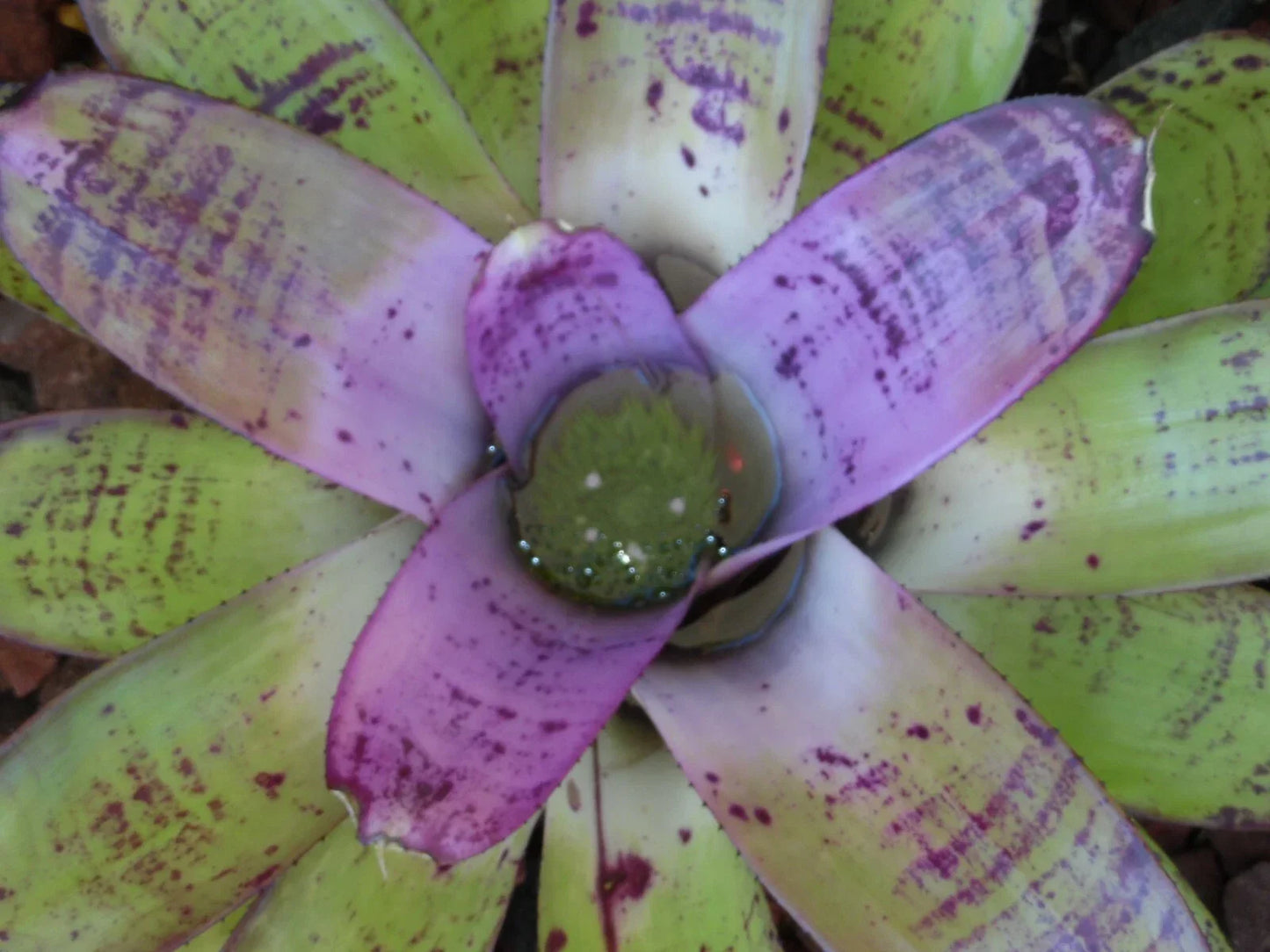 Neoregelia CONCENTRICA Bromeliad Plant – Colorful Tropical Indoor Houseplant, Easy Care, Vibrant Foliage