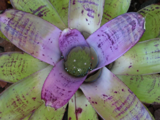 Neoregelia CONCENTRICA Bromeliad Plant – Colorful Tropical Indoor Houseplant, Easy Care, Vibrant Foliage