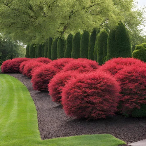 Dwarf Burning Bush Live Plant - Well Rooted 1-3 Year Euonymus Alatus Shrub for Garden, Landscape, or Container Use