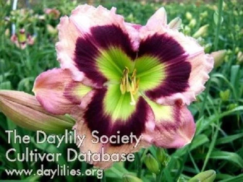 Live Daylily Plant in 6-Inch Pot | Reblooms, Vibrant Flowers, Hemerocallis spp. Perennial Garden Flower