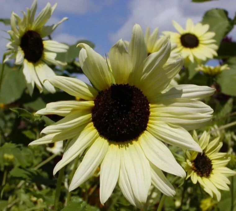 Sunflower Seeds - 200 Heirloom ICE CREAM (Italian White) Tender Perennial for Gardens - Helianthus annuus