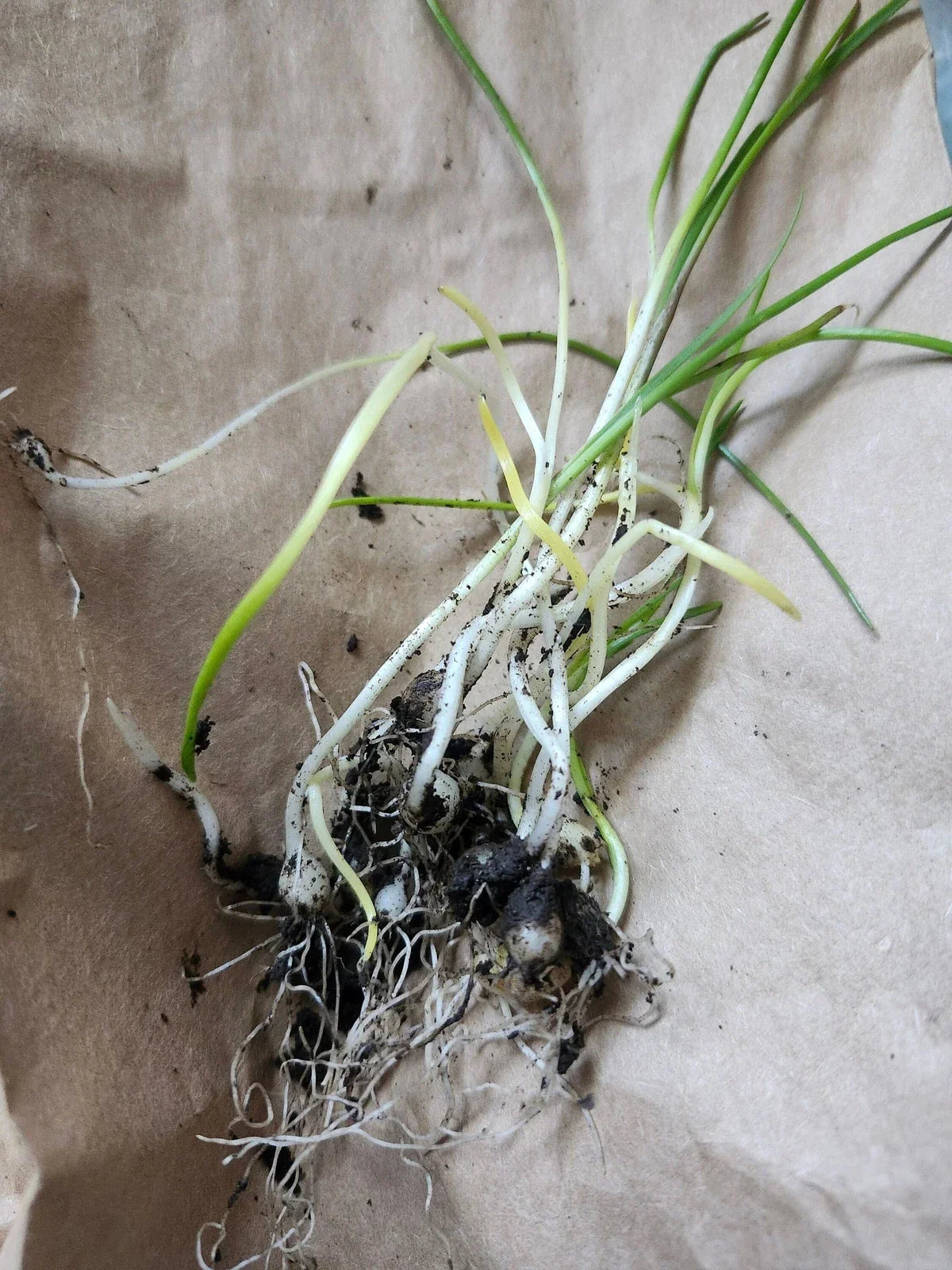 Wild Garlic Live Plants - 5 Bare Root Allium ursinum - Edible Perennial Garden Plant for Shaded Areas