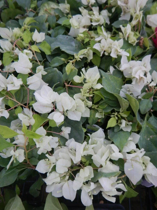 Live Bougainvillea Starter Plant - Sunstone White - Bougainvillea glabra - Vibrant White Blooms - Well Rooted, Climbing, Full Sun, USA Seller