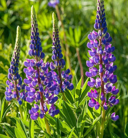Lupine Seeds - 25 Pack Annual Arroyo Quick Color Blue Lupinus angustifolius Pollinator Attracting Garden Flower