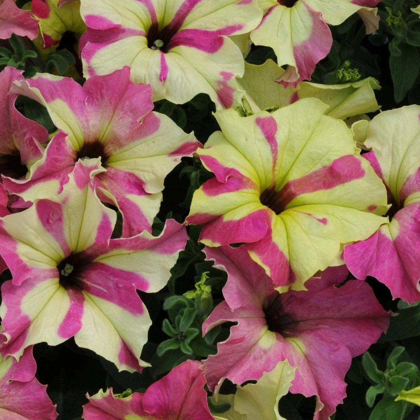 Petunia Seeds 10 Pelleted Sophistica Lime Bicolor Petunia × atkinsiana for Garden, Containers, Hanging Baskets