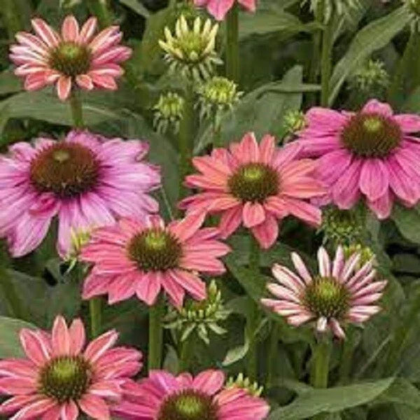 Butterfly Rainbow Coneflower Seeds - Echinacea purpurea Perennial Flowers for Pollinators, Vibrant Garden Seeds