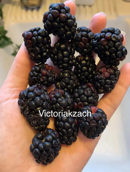 Organic Blackberry Seeds Packet – Rubus fruticosus – Edible Garden, Juicy Berries, Non-GMO, Homegrown Fruit, Full Sun, Zone 5-9