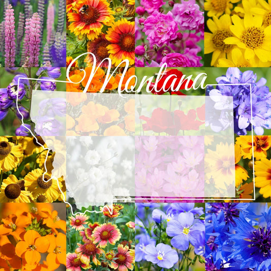 Montana Wildflower Seed Mix 1/2 lb - Native Flower Blend for Gardens, Pollinators & Natural Landscapes, Covers 1,600 sq ft