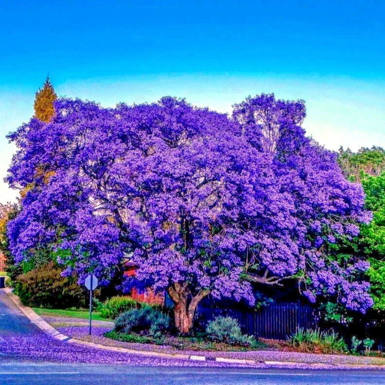 Jacaranda Fern Tree Seeds - Tropical Blue Flowers - Mimosifolia acutifolia - Fast-Growing Shade Tree for Gardens