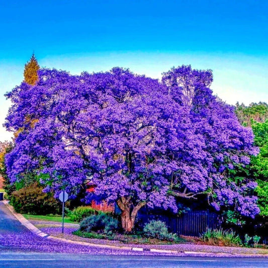 Jacaranda Fern Tree Seeds - Tropical Blue Flowers - Mimosifolia acutifolia - Fast-Growing Shade Tree for Gardens