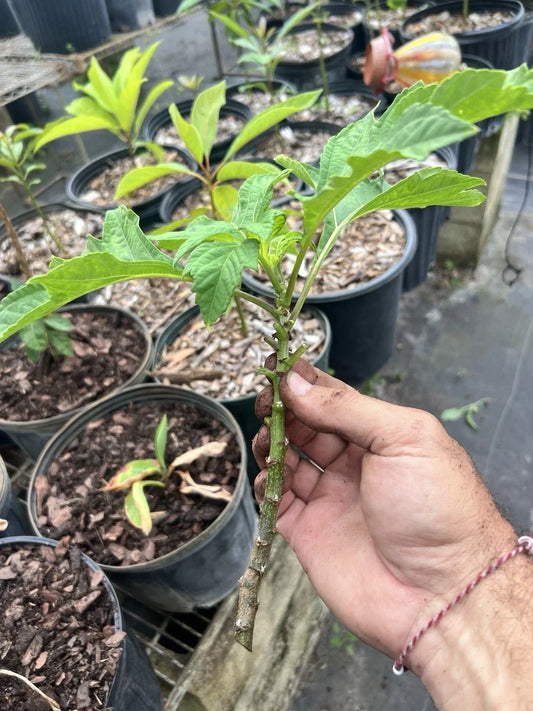Mexican Sunflower Live Cuttings – Tithonia Diversifolia – 15 Fresh Gardening and Landscaping Plants