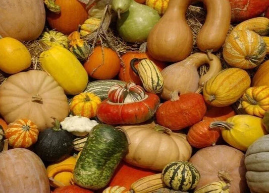 Organic Heirloom Squash Seed Collection 19 Packs Cucurbita pepo Non-GMO Variety for Gardening