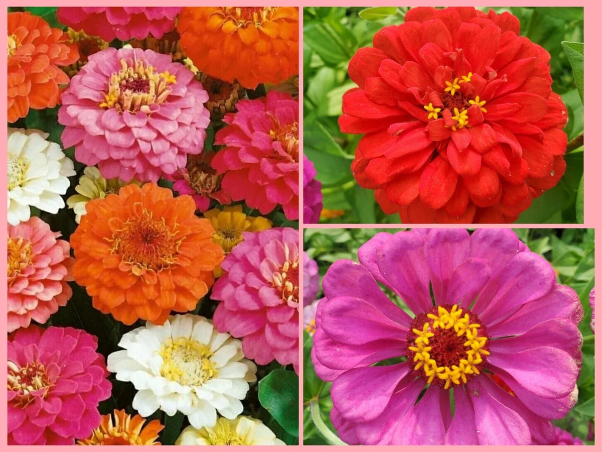 Giant Double Zinnia Flower Seeds - 60+ Non-GMO Colorful Blooms - Zinnia elegans for Vibrant Gardens